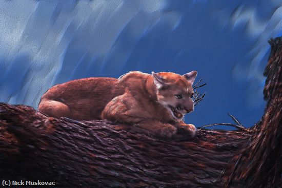 Missing Image: i_0045.jpg - Cougar-Perched-On-Limb