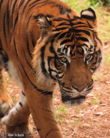 Missing Image: i_0035.jpg - Prowling Tiger