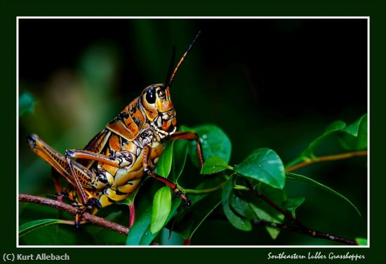 Missing Image: i_0001.jpg - Southeastern Lubber Grasshopper