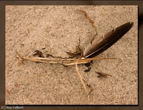 Missing Image: i_0009.jpg - Feather-in-the-Sand