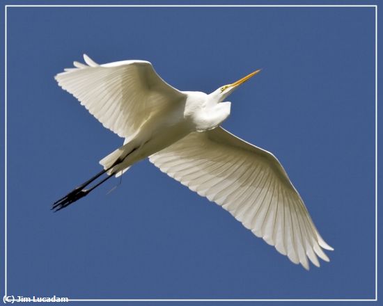 Missing Image: i_0020.jpg - Great Egret