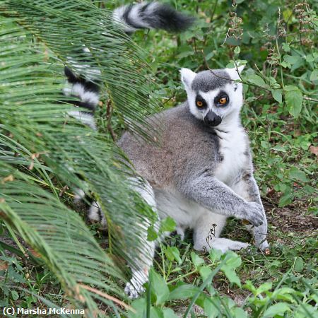 Missing Image: i_0024.jpg - Lemur