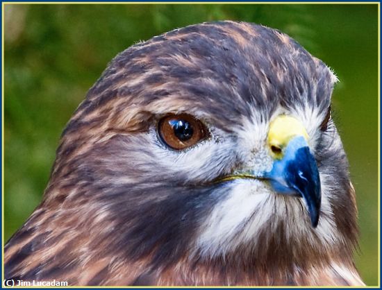 Missing Image: i_0013.jpg - Red-Tailed Hawk