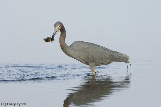 Missing Image: i_0006.jpg - Tri-Colored Heron with Fish