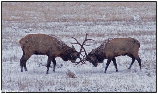 Missing Image: i_0031.jpg - Elks Dueling