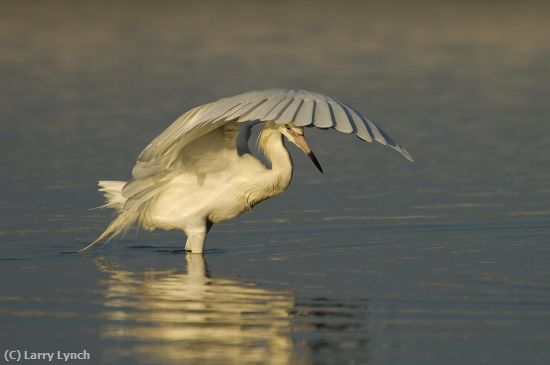 Missing Image: i_0025.jpg - reddish egret white morph