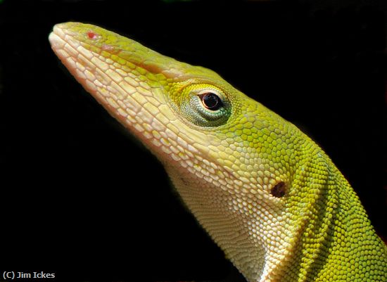 Missing Image: i_0034.jpg - Green Lizard