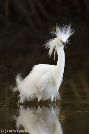 Missing Image: i_0042.jpg - snowy egret in breeding plumage