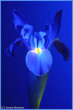 Missing Image: i_0049.jpg - Blue Iris