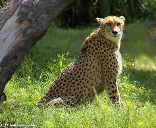 Missing Image: i_0029.jpg - Cheetah