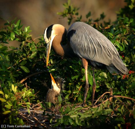 Missing Image: i_0048.jpg - Blue Heron and Chick on nest