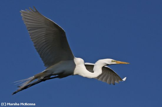 Missing Image: i_0049.jpg - Great Egret