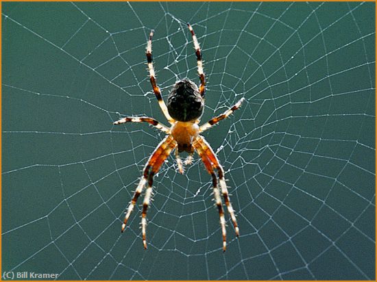 Missing Image: i_0051.jpg - Argiope-Spider