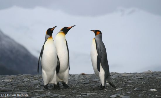Missing Image: i_0053.jpg - Penguins