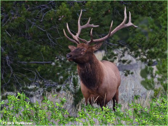 Missing Image: i_0039.jpg - Bull Elk in Field