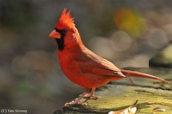 Missing Image: i_0010.jpg - Cardinal in the Sun