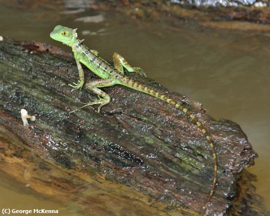 Missing Image: i_0031.jpg - Walk-On-Water Lizard
