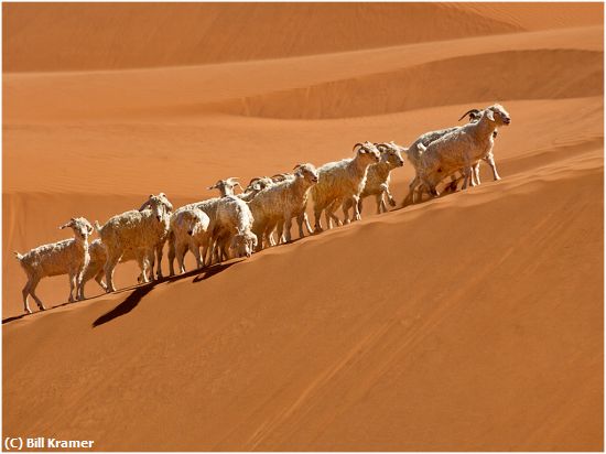 Missing Image: i_0039.jpg - Goats-on-Sand Dune