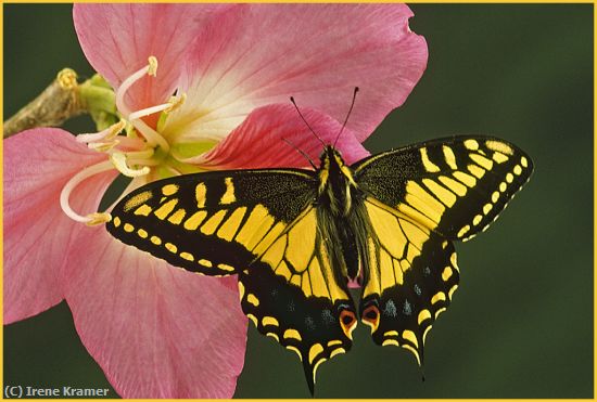 Missing Image: i_0006.jpg - Anise-Swallowtail