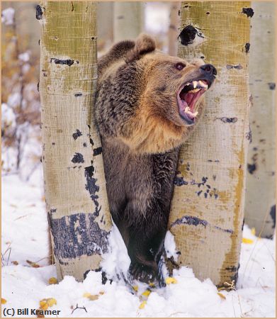 Missing Image: i_0007.jpg - Grizzly-Grin
