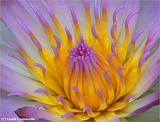 Missing Image: i_0013.jpg - Water Lily # 2