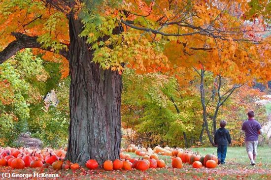 Missing Image: i_0036.jpg - New England Autumn