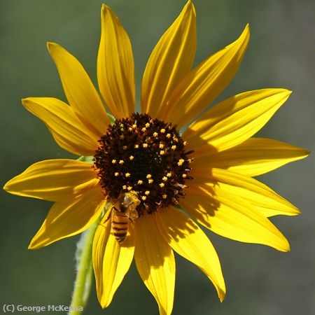 Missing Image: i_0004.jpg - Flower N Bee