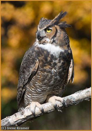 Missing Image: i_0015.jpg - Great Horned Owl in Autumn