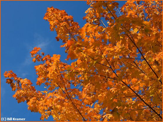 Missing Image: i_0035.jpg - Autumn-Splender