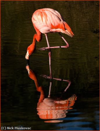 Missing Image: i_0038.jpg - Flamingo-Reflection