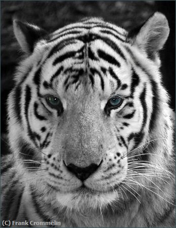 Missing Image: i_0039.jpg - White-Tiger