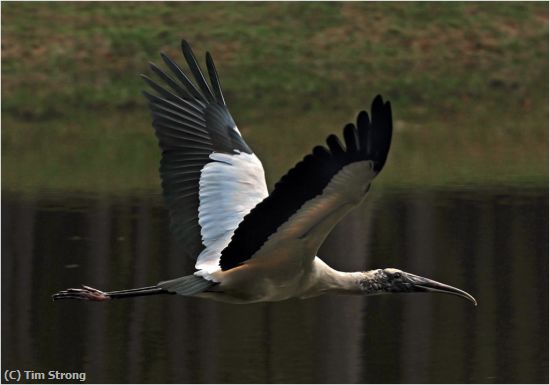 Missing Image: i_0053.jpg - Flight of the Wood Stork