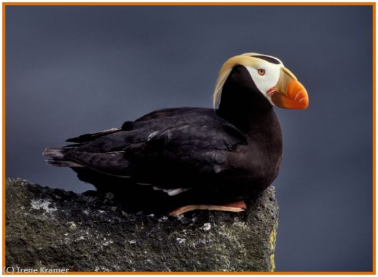 Missing Image: i_0009.jpg - Tufted Puffin