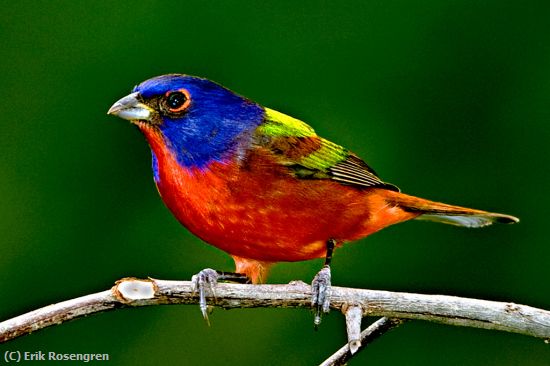 Missing Image: i_0048.jpg - Painted-Bunting