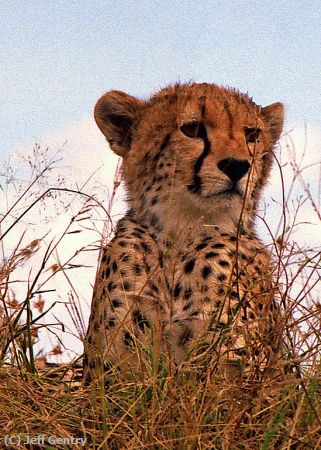 Missing Image: i_0052.jpg - Serengetti Cheetah Stares