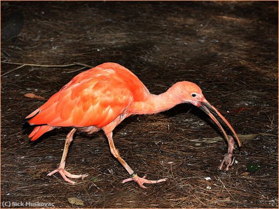 Missing Image: i_0070.jpg - Scarlet-Ibis-with-catch
