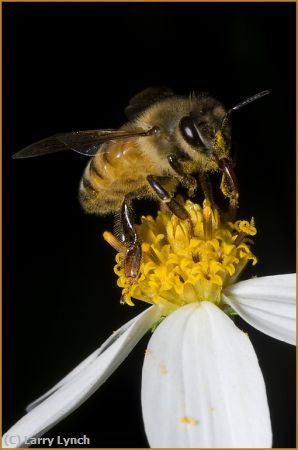 Missing Image: i_0010.jpg - Honey Bee Collecting Pollen