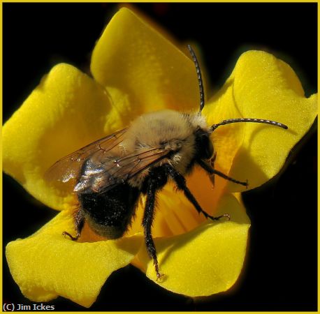 Missing Image: i_0011.jpg - Bumble Bee