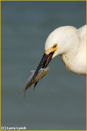 Missing Image: i_0039.jpg - Snowy Egret with a Pin Fish