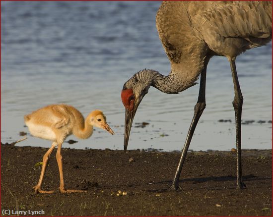 Missing Image: i_0020.jpg - sandhill crane with young