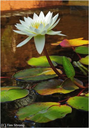 Missing Image: i_0029.jpg - Pride of the Water Lilies