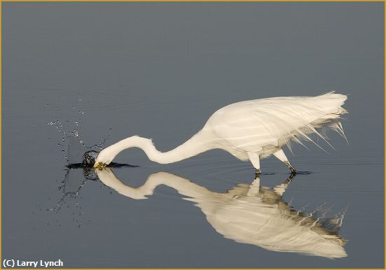 Missing Image: i_0034.jpg - great egret striking prey