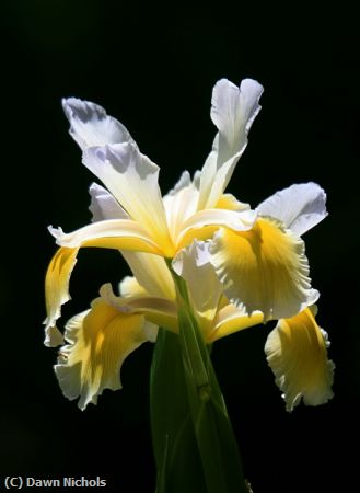 Missing Image: i_0012.jpg - Yellow Iris