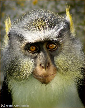 Missing Image: i_0024.jpg - Guenon-Monkey