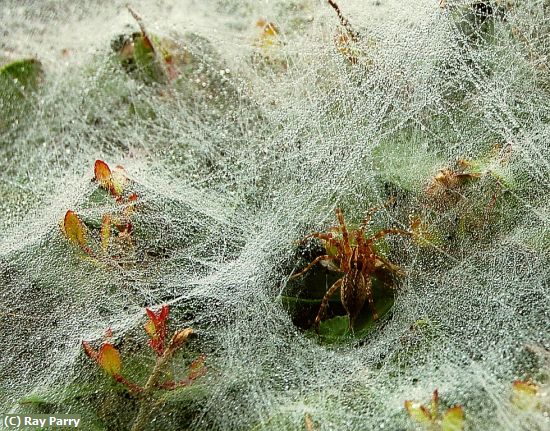 Missing Image: i_0030.jpg - dew on spider web