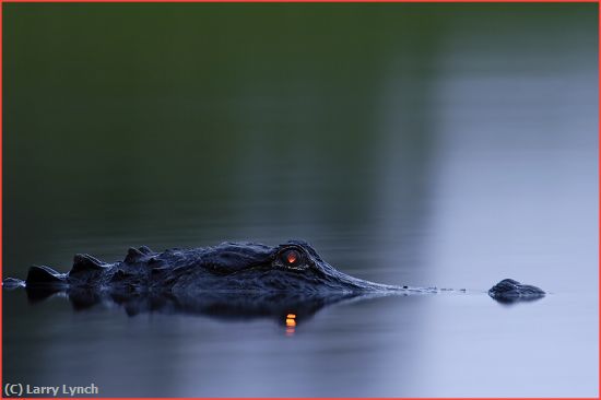 Missing Image: i_0046.jpg - alligator eye shine