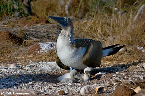 Missing Image: i_0047.jpg - Blue-Footed-Boobie-and-chicks