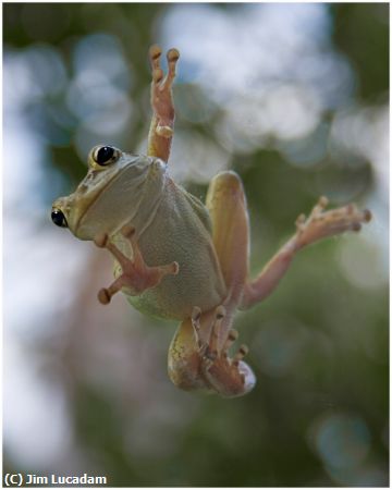 Missing Image: i_0050.jpg - Tree Frog