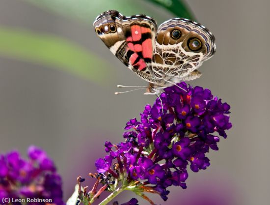 Missing Image: i_0051.jpg - American Painted Lady