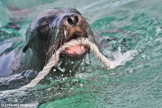 Missing Image: i_0053.jpg - SeaLion with anchor rope